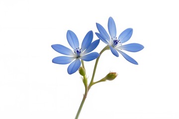 Naklejka premium Bluet flower on white background, Ai Generated