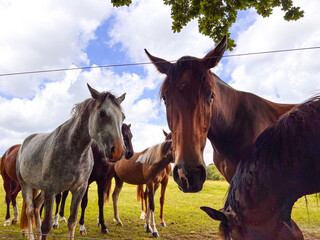 Group of horses standing and looking curious into the camera