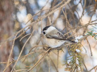 Cute bird the willow tit, song bird sitting on a branch without leaves in the winter.