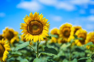 Sunflowers in the field, summer agricultural background