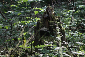 Old stump with mushrooms in dense forest