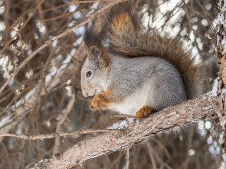 The squirrel with nut sits on tree in the winter or late autumn