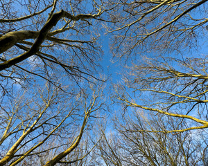 Looking up at bare tree branches in winter. London Plane Trees.