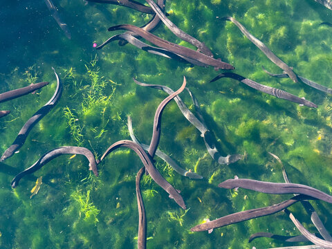 New Zealand native longfin and shortfin eels in Western Springs Lake or Te Wai Ōrea, in Auckland.