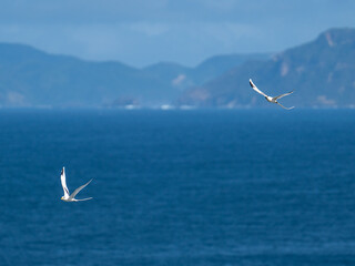 The white-tailed tropicbird or yellow-billed tropicbird is a tropicbird that can be found in Lombok, certain region in Indonesia and the island of Australia.