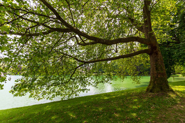 Fototapeta premium Tree Overhanging Lake with Lush Green Foliage at Chateau de Fontainebleau