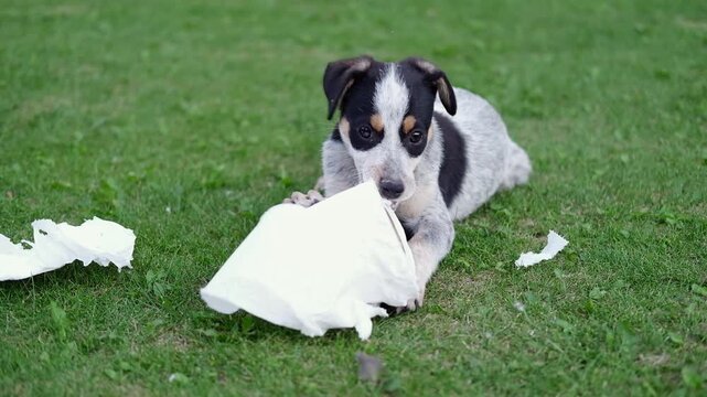 Puppy making mess with toilet paper playing alone on the grass, close-up. Cute dog holding napkins roll in mouth. Playful funny pet. 