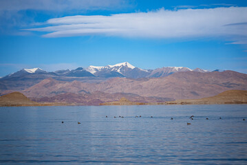 Lake Banggong Co in Tibet with seagull