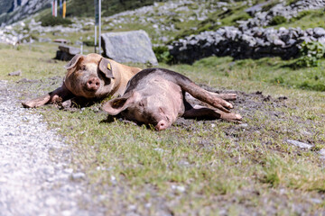Schweine auf der Alm
