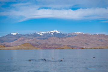 Lake Banggong Co in Tibet with seagull