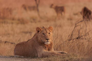 The King
