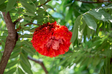 Close up photo of Brownea grandiceps and green leaves. Blurred background.