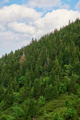 Beautiful mountain landscape covered in lush green grass and forest pine trees under cloudy sky