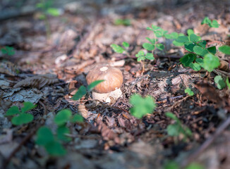 The beautiful, healthy oak mushroom that grew in the forest is a favorite mushroom for soups, sauces, but also for drying.