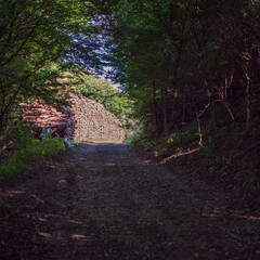 Storage of beech wood in a landfill after harvesting. The wood is stored along the road ready for loading and removal.