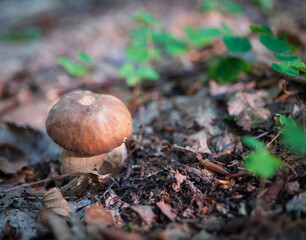 The beautiful, healthy oak mushroom that grew in the forest is a favorite mushroom for soups, sauces, but also for drying.