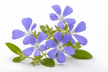 Cape leadwort flower on white background, Ai Generated