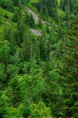 Dense forest with lush green trees covering mountain slope. Hiking and adventures in natural wilderness