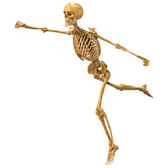 3D Rendering Human Skeleton on White