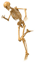 3D Rendering Human Skeleton on White
