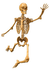 3D Rendering Human Skeleton on White