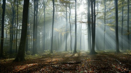Obraz premium A foggy forest with tall trees shrouded in mist, a carpet of fallen leaves on the ground, and beams of sunlight breaking through the fog, creating a mysterious and enchanting woodland scene