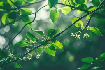 Obraz premium White Flowers on Tree Branch