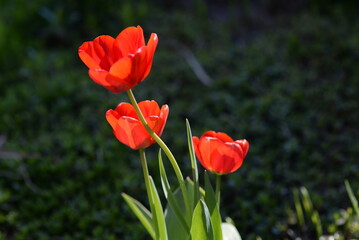 red tulips in the garden
