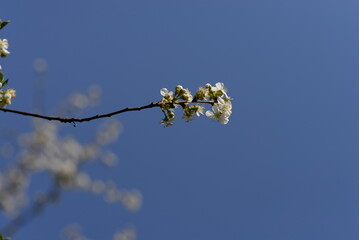 blossoming tree in spring