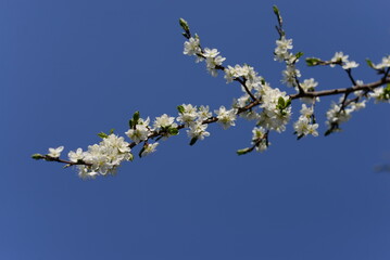 blossom in spring