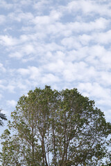 Beautiful sky and tree stock image 