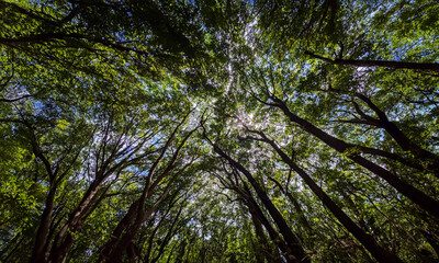 Fototapeta premium 木漏れ日の森