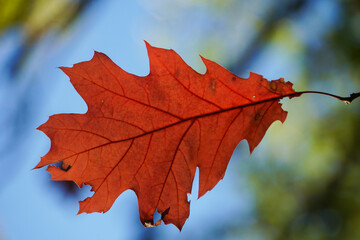 bright red oak leaf in autumn