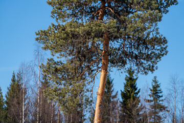 winter landscape at Rovaniemi lapland finland