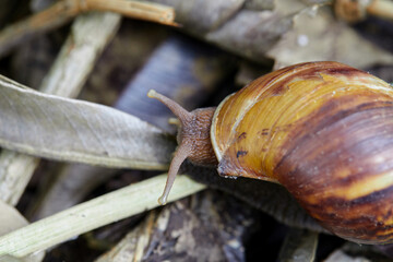 Close-up of snail on leaves
