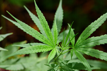 Close-up view of cannabis grow up on field