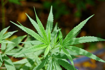 Close-up view of cannabis grow up on field