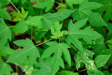 Papaya tree grow up in garden