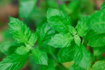 Holy basil leaves  in the vegetable garden