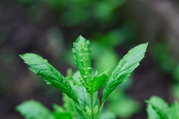 Holy basil leaves  in the vegetable garden