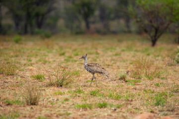 Kori bustard looking for food in the bush