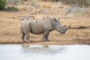 Fototapeta premium White rhino at the watering hole