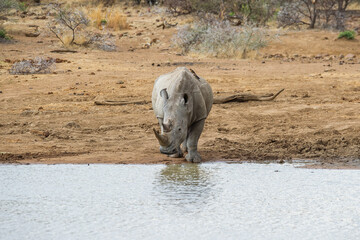 White rhino at the watering hole © Tyrone