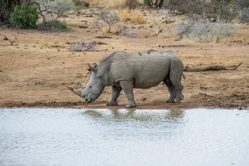 Gardinen Nashorn White rhino at the watering hole  © Tyrone
