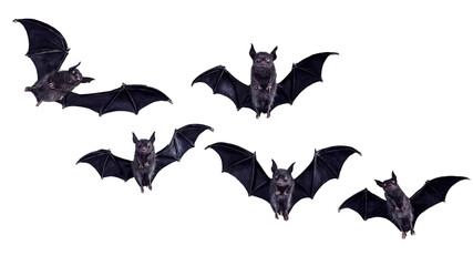 Fototapeta premium Realistic flying bats Halloween illustration on transparent background. 