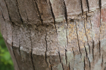 Coconut tree wood texture stock image