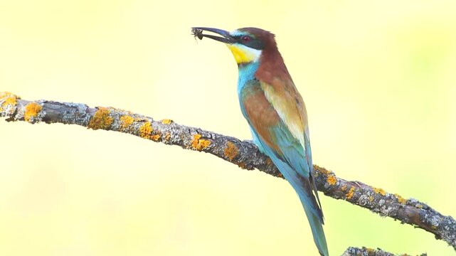 European bee-eater, merops apiaster. Close-up of a bird with its prey on a beautiful background