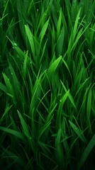 Fototapeta premium close up for green grass in the morning. Generated ai