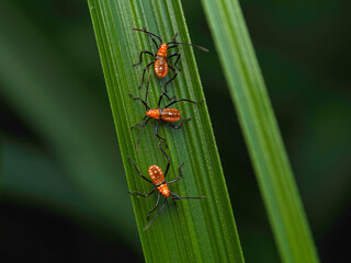 Stink bug on green leaves