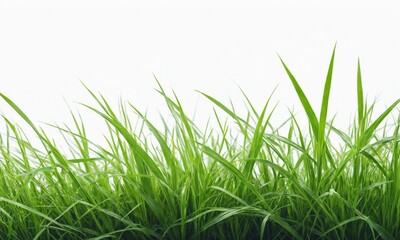 Fototapeta premium A close-up of green grass blades against a white background